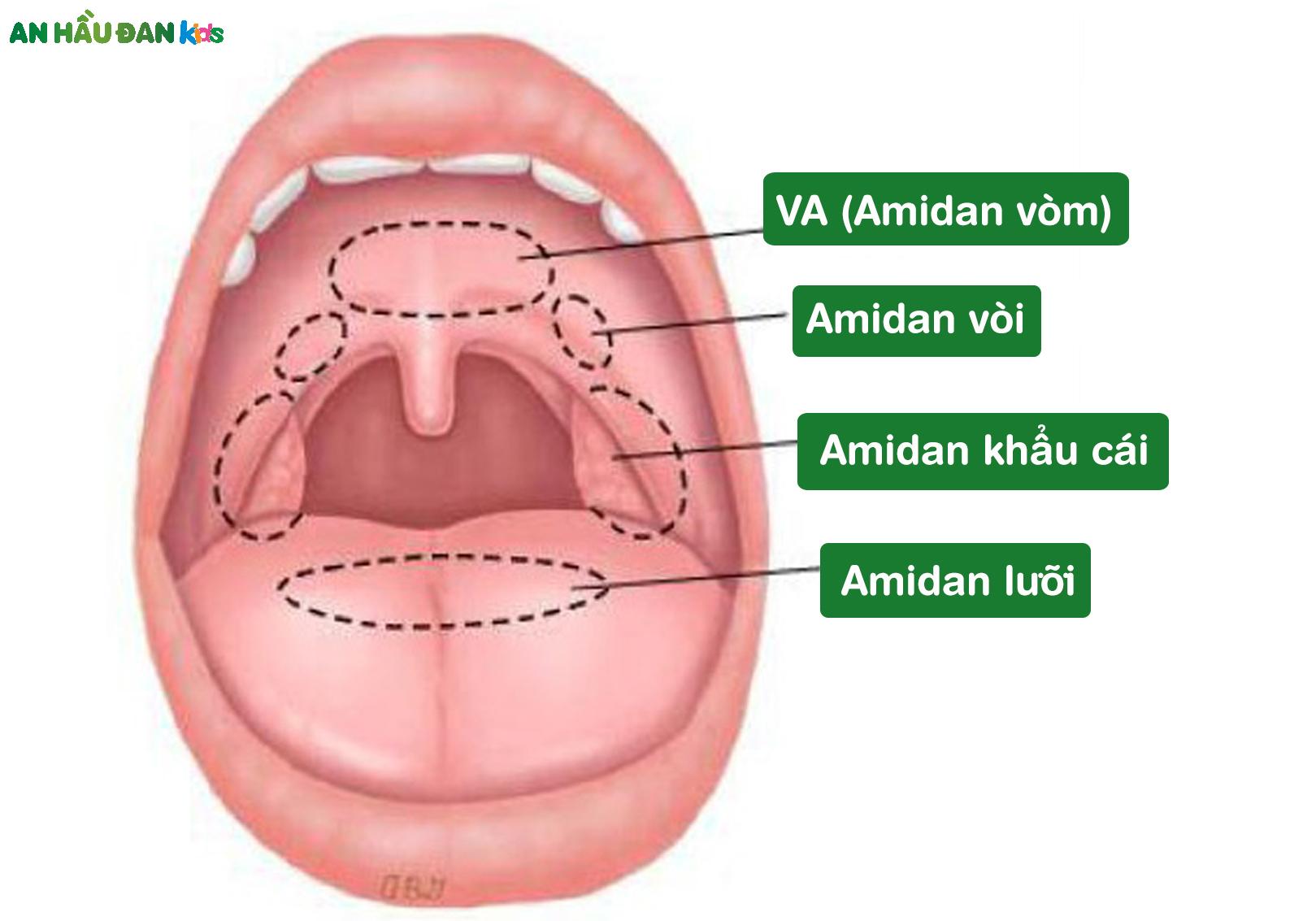 amidan, VA là tổ chức bạch huyết ở vùng hầu họng